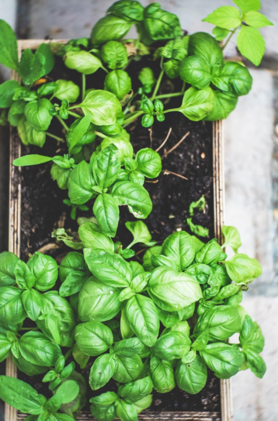 Screen Shot 2020-06-17 at 4.01.58 PM